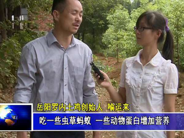 岳阳县罗内土鸡成长记