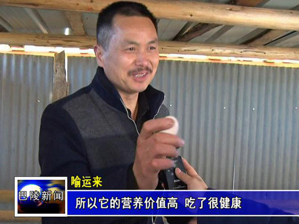 罗内品牌土鸡