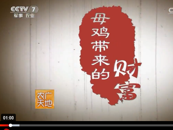 CCTV-7军事农业频道《农广天地》罗内土鸡<母鸡带来的财富> 20161027